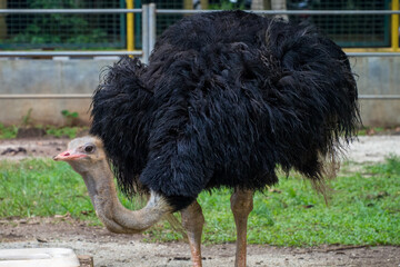 The common ostrich (Struthio camelus), or simply ostrich, is a species of flightless bird native to certain large areas of Africa
