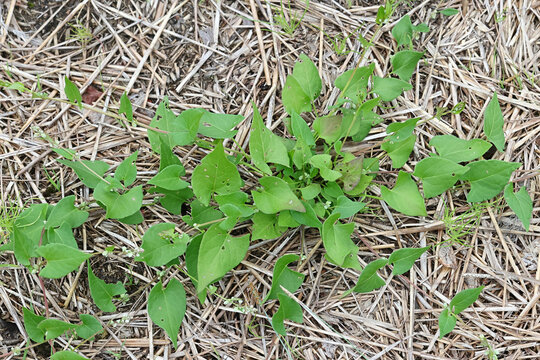Black Bindweed, Fallopia convolvulus, also known as Bearbind, Climbing buckwheat, Cornbind or Wild buckwheat, troublesome weed from Finland