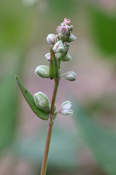 Black Bindweed, Fallopia convolvulus, also known as Bearbind, Climbing buckwheat, Cornbind or Wild buckwheat, troublesome weed from Finland