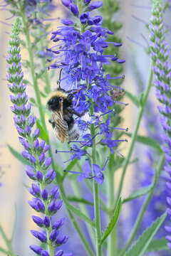 Spiked Speedwell, Veronica spicata, and White-tailed Bumblebee, Bombus lucorum