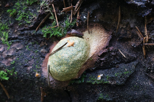 Fuligo laevis, a plasmodial slime mold, no common English name