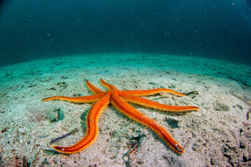 starfish on the sand Luidia ciliaris