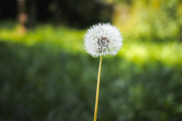 fluffy dandelion on green grass