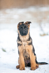 German Shepherd puppy sitting in the snow in winter