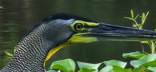 great blue heron