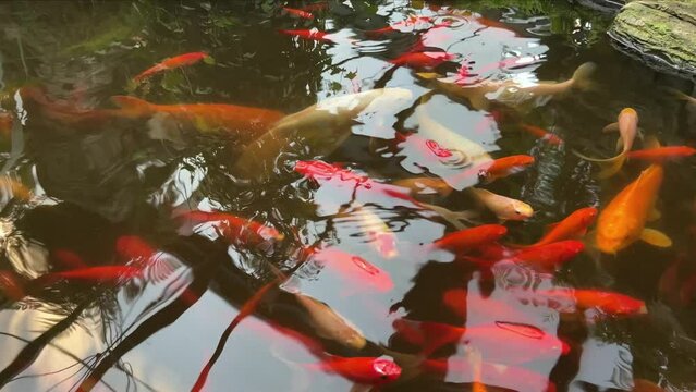 Overhead view of koi carps swimming in pond