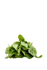 Palang Sang or Palak Spinach Stack Isolated on White Background with Copy Space in Vertical Orientation