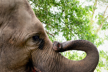 Elephant trunk or proboscis