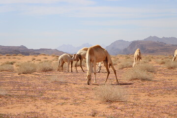 Camels eating grass in an desert location (Saudi Arabia - Tabuk)