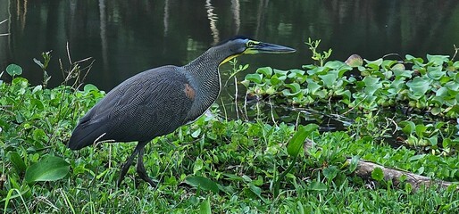 great blue heron