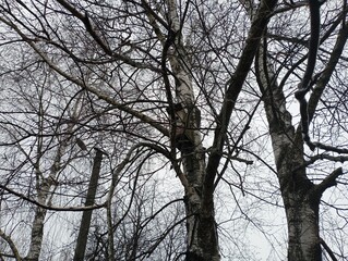 Birch trees on the background of the sky. Birch grove with tall beautiful trees in winter without leaves.