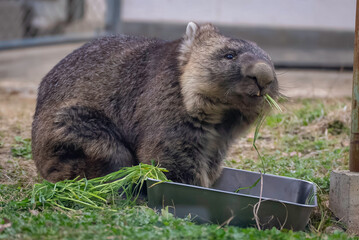 草を食べるウォンバット