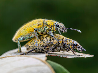 yellow beetle on a leaf
