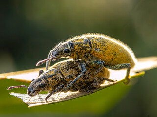 yellow couple beetle on a leaf