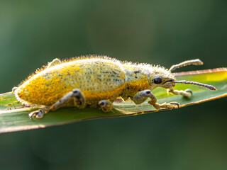 yellow beetle on a leaf