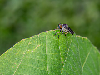 Robber-fly perched on a leaf, observing its surroundings in a natural setting.