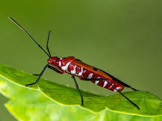 bug on a leaf