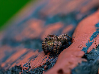 macro shot of a spider on the stone