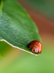 ladybug on leaf