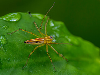 Spiders on leaf