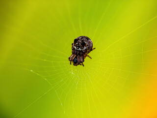 spider on the web