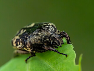 Beetle on a leaf