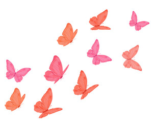 butterflies isolated colorful 