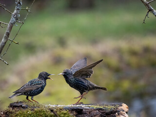 Star (Sturnus vulgaris)