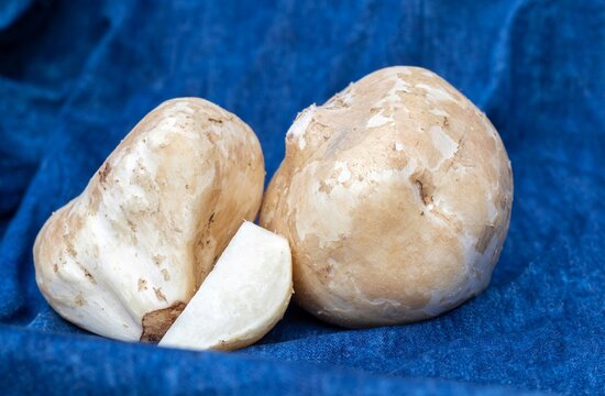 Closeup of Jicama or Mexican Turnip Fruit Isolated on Blue Fabric Background, Also Known as Yam Bean or Shank Aloo in Horizontal Orientation