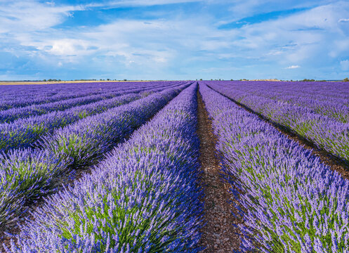 Lavender field in blossom. Rows of lavender bushes and beautiful skyscape at the background. Brihuega, Spain.