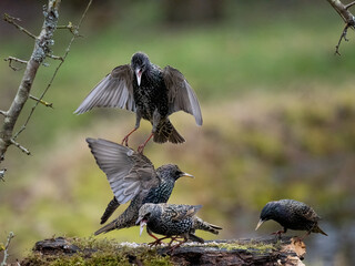 Star (Sturnus vulgaris)