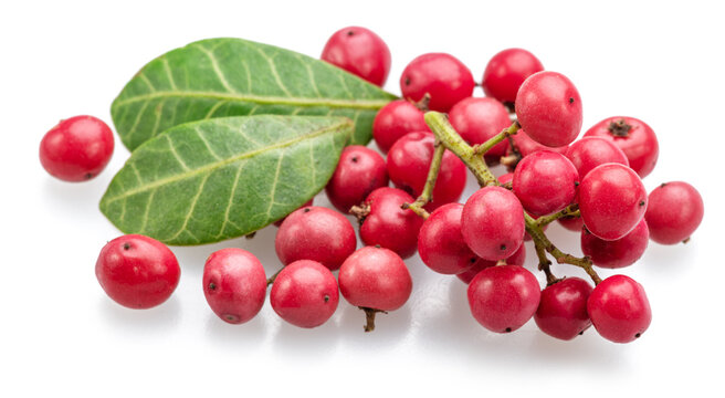 Fresh pink peppercorns on branch with green leaves isolated on white background.