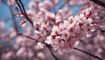 Zelfklevend Fotobehang blossom in spring, blooming trees in spring, amazing spring scenery, trees in spring © Gegham