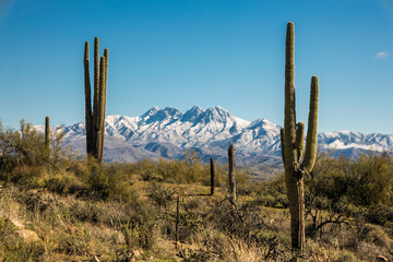 The Four Peaks Range With Snow And Cactus In Foreground