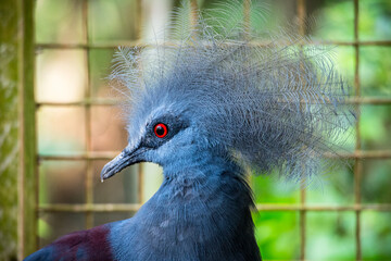The Victoria crowned pigeon (Goura victoria) is a large, bluish-grey pigeon with elegant blue lace-like crests, maroon breast and red irises