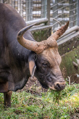 The banteng (Bos javanicus), also known as tembadau, is a species of cattle found in Southeast Asia