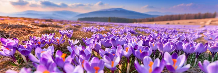 Tuinposter Close-up of blooming purple crocus flowers (4) © Visual Sensation