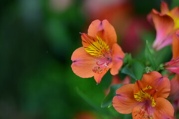 Fototapeta na wymiar orange and flower