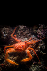 Homola barbata crab (Spiny-fronted homola, Homola spinifrons). Asinara Island, Porto Torres, Sardinia. Italy, Mediterranean sea