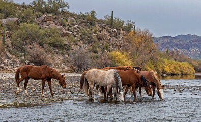 Band Of Wild Horses Drinking On The Salt River Near Mesa AZ