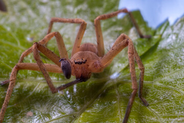 Huntsman spider, Olios argelasius, on a leaf, Platamona, sassari, Sardinia, Italy.