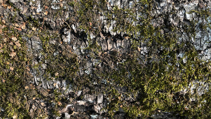 Green moss on a tree. Moss on a stone. Macro photo of green moss.