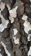 Birch bark. Birch pattern. Wooden background, black and white