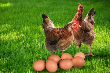 Hen chicken with eggs at a bio farm.