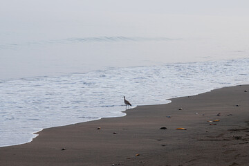 migratory bird in seashore line in calm sea with sand and negative space