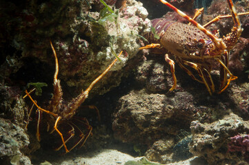 aragosta (palinurus elephas) Alghero. Sardegna. Italia
