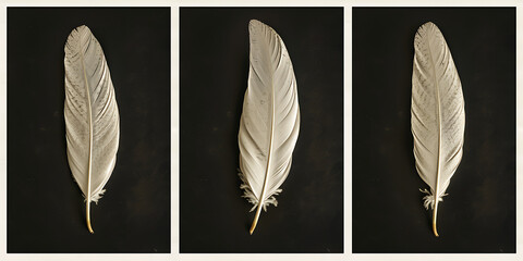 white eagle feather isolated on a black background in