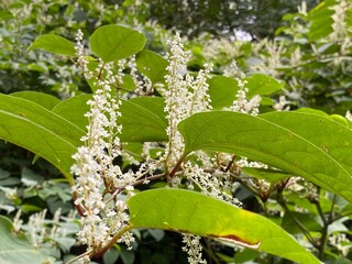 Japanese knotweed, Reynoutria japonica Houtt. blooming white, lots of flowers