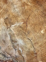 visible rings on tree cut down in forest