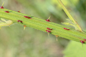 Spitze Dornen der Brombeere im Frühling, Rubus sectio Rubus